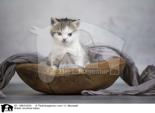 Britisch Kurzhaar Ktzchen / British shorthair kitten / UM-03200