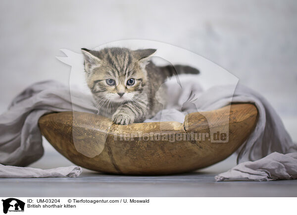 Britisch Kurzhaar Ktzchen / British shorthair kitten / UM-03204