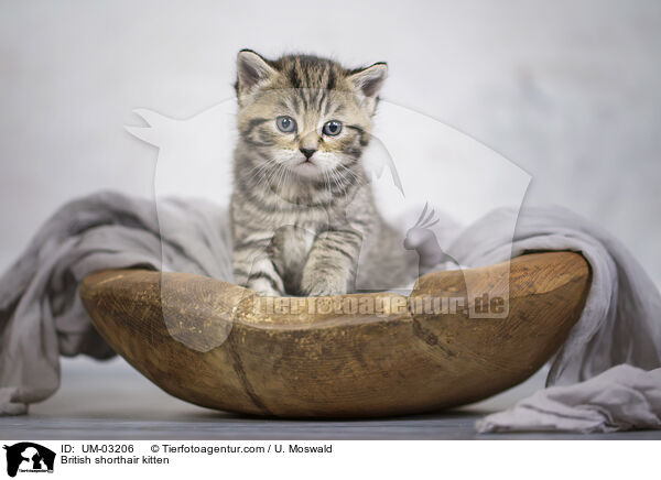 Britisch Kurzhaar Ktzchen / British shorthair kitten / UM-03206