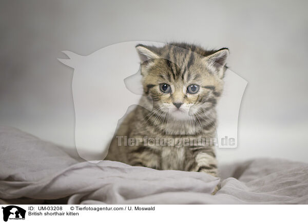 Britisch Kurzhaar Ktzchen / British shorthair kitten / UM-03208