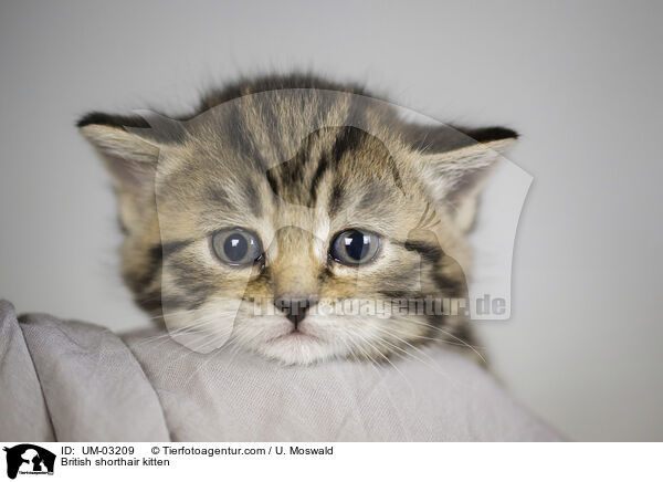 Britisch Kurzhaar Ktzchen / British shorthair kitten / UM-03209