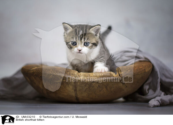 Britisch Kurzhaar Ktzchen / British shorthair kitten / UM-03210