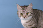 british shorthair portrait