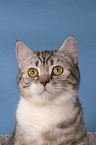 british shorthair portrait