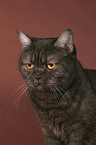 British Shorthair Portrait