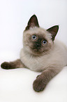 British Shorthair Kitten