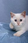 British Shorthair Kitten