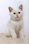 British Shorthair Kitten