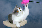 playing British Shorthair