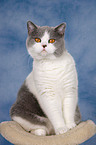 sitting British Shorthair