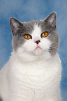 British Shorthair Portrait