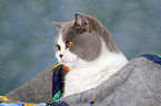 British Shorthair Portrait