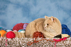 lying British Shorthair