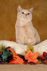 British Shorthair in catbed