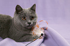 playing British Shorthair