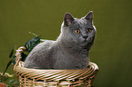 British Shorthair