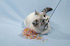 playing British Shorthair