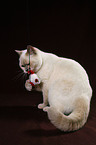 playing British Shorthair