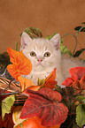 British shorthair kitten