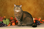 sitting British Shorthair