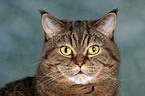 British Shorthair Portrait