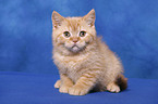 British Shorthair Kitten