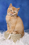 British Shorthair Kitten