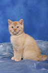 British Shorthair Kitten