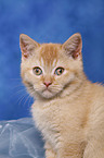 British Shorthair Kitten