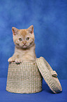 British Shorthair Kitten