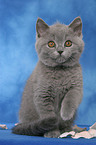 British Shorthair Kitten