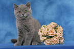 British Shorthair Kitten