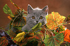 British Shorthair Kitten