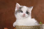 kitten in basket