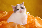 British Shorthair Kitten