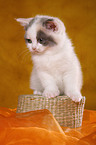 British Shorthair Kitten