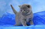 British Shorthair baby