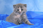 cute British Shorthair baby