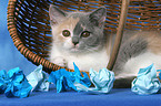 British Shorthair Kitten in basket