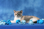 British Shorthair Kitten