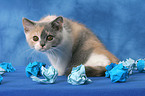 British Shorthair Kitten