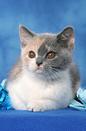 British Shorthair Kitten