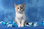 British Shorthair Kitten