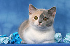 British Shorthair Kitten