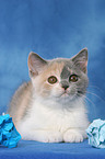 British Shorthair Kitten