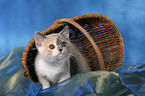 British Shorthair Kitten in basket