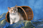 British Shorthair Kitten in basket