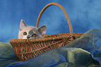 British Shorthair Kitten in basket