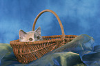 British Shorthair Kitten in basket