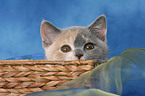 British Shorthair Kitten in basket